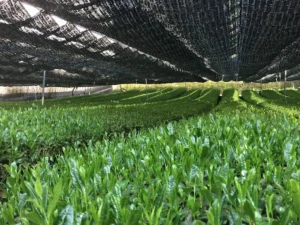 Thé d'ombre utilisant la méthode kanreisha tana à Kyoto, Japon. Crédits: Simona Suzuki.